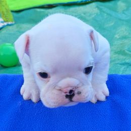 Bulldog Puppies from Chief Bulldogs