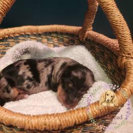Dachshund Puppies from Forest Farmstead Dachshunds