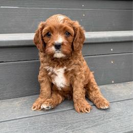 Maverick - Apricot male Cavapoo puppy in Pasco, Washington from Columbia Basin Puppies