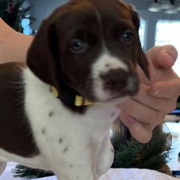 German Shorthaired Pointers from Heather Swallows's German Shorthaired Pointers