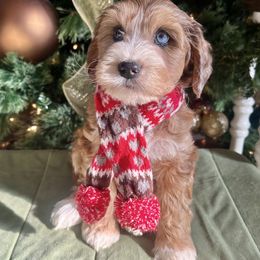 Clay - Merle male Bernedoodle puppy in Royse City, Texas from Platinum Bernedoodles of Texas