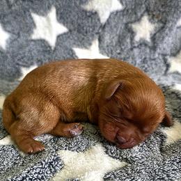 Benson - Ruby male Cavalier King Charles Spaniel puppy in Pennsylvania from Julie's Cavalier King Charles Spaniels