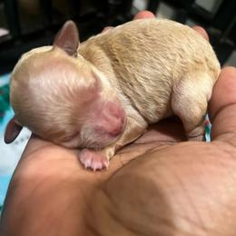 Dior - Apricot female Poodle puppy in Gastonia, North Carolina from Precious pups dynasty kennel