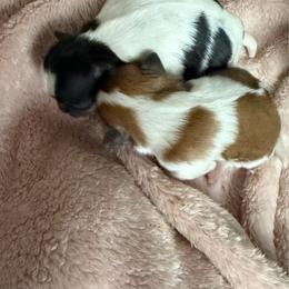 Luna - Black and white female Shih Tzu puppy in Jacksonville, Florida from Michi Shih-Tzu