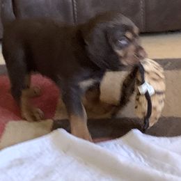 Basset Fauve de Bretagne and Otterhound Puppies from Briarroot Kennel