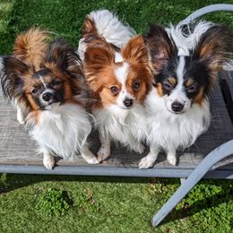 Papillons from Salish Sport Dogs