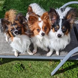 Papillons from Salish Sport Dogs