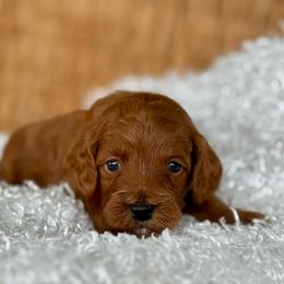 Green - Red  male Goldendoodle puppy in Hesperia, Michigan from Red Acres Poodles & Doodles