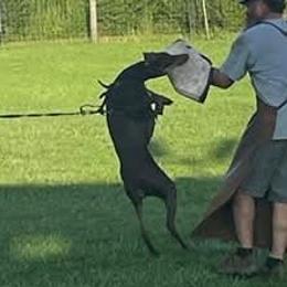 Beaucerons, Doberman Pinschers, and German Shepherds from Von Katzenstein Kennel