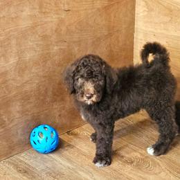 Garth - Brown male Double Doodle puppy in Jeddo, Michigan from Bert's Doodles