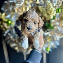 Frost - Apricot male Poodle puppy in Adolphus, Kentucky from Deerly Poodles