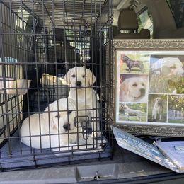Labrador Retriever Puppies from BellaVista Labradors LLC