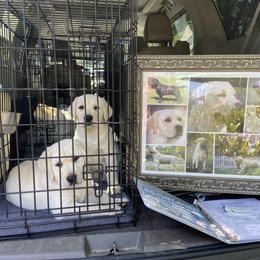 Labrador Retriever Puppies from BellaVista Labradors LLC