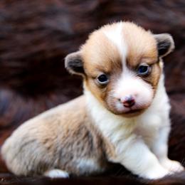 Joker - Sable male Pembroke Welsh Corgi puppy in Star City, Arkansas from Say When Corgi Co.