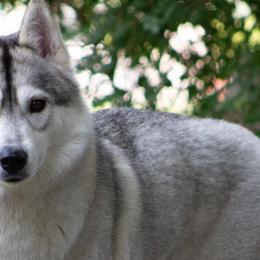 Siberian Huskies from Saturn's Siberians