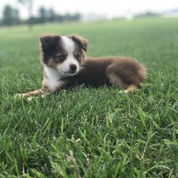Aussiedoodle, French Bulldog, and Toy Australian Shepherd Puppies from Desert Dreamcatcher Ranch