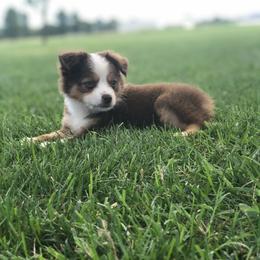 Aussiedoodle, French Bulldog, and Toy Australian Shepherd Puppies from Desert Dreamcatcher Ranch