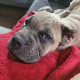 Cane Corso Puppies from RRR Corsos