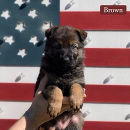 Brown Collar Female - Sable female German Shepherd puppy in Louisville, Kentucky from Barrage K9