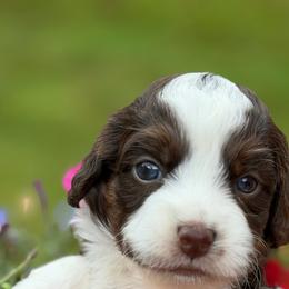 Thyme (red collar) - Red tri-color male Aussiedoodle puppy in Mouth Of Wilson, Virginia from HoneyBunn Doodle Co.