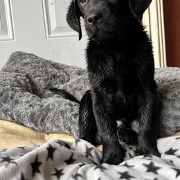 Boy 1 - Black Labrador Retriever puppy in The Hammocks, Florida from Chambray Labradors