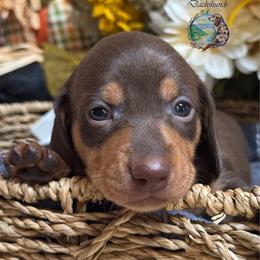 Jolene - Chocolate and tan female Dachshund puppy in Fayetteville, West Virginia from Loop Creek Dachshunds