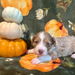 Aspen - Red merle female Aussiedoodle puppy in York, Pennsylvania from Puppies at The Happy Acre Farm
