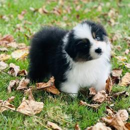 Australian Shepherd Puppies from Timber Run Aussies