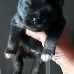 Sterling pup 3 Tippy Toes - Black and tan female Pomeranian puppy in Carrollton, Georgia from B AND R'S POMERANIAN'S
