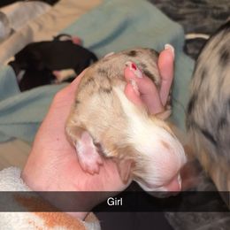 Ember - Red merle female Miniature Australian Shepherd puppy in Pittsburg, Texas from East Texas Aussie Haven