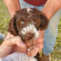 Poodle Puppies from Edith and Company Fantastic Standard Poodle Life