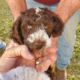 Poodle Puppies from Edith and Company Fantastic Standard Poodle Life