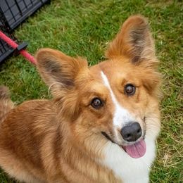 Ember - Cardigan Welsh Corgi