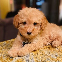 Goldendoodle and Poodle Puppies from South Georgia Doodles