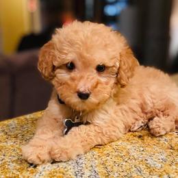 Goldendoodle and Poodle Puppies from South Georgia Doodles