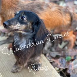 Laney - Dachshund