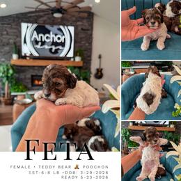 F e t a ... ( teddy bear POOCHON ) - female Cavapoochon puppy in Pleasant View, Utah from Anchor Dogs