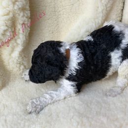 Poodle Puppies from Rosegold Poodles