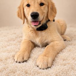 Charlie - Light golden male Golden Retriever puppy in Chicago, Illinois from Urbane Retrievers