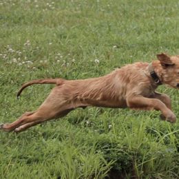 Golden Retrievers from Duso Goldens
