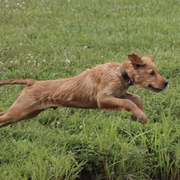 Golden Retrievers from Duso Goldens