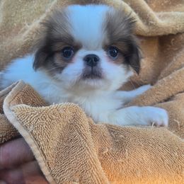 Carter - Sable and white male Japanese Chin puppy in Salem, Oregon from Chinnychinchinofsalem