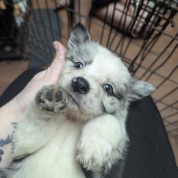 Australian Shepherd and Great Dane Puppies from AEW Farm