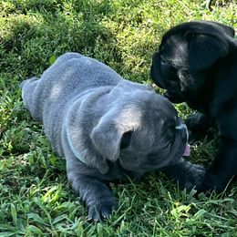 French Bulldogs from Summit View Frenchies