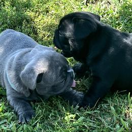 French Bulldogs from Summit View Frenchies