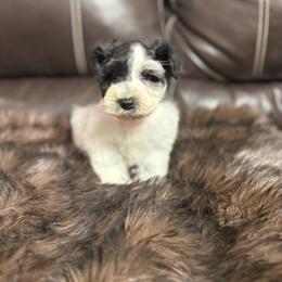 Hudson - Parti male Miniature Schnauzer puppy in Durant, Oklahoma from Big Creek Mini Dachshund