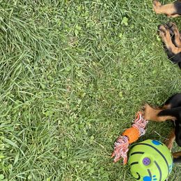 Doberman Pinscher Puppies from Jensen Dobermans