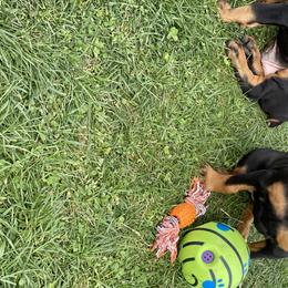 Doberman Pinscher Puppies from Jensen Dobermans