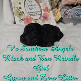 Basset Hound and Dachshund Puppies from V's Southern Angels