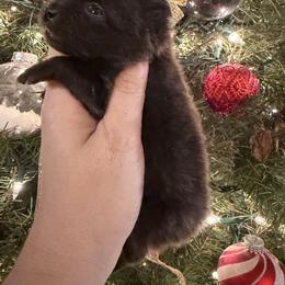 Vixen - Black female Pomeranian puppy in Orange Grove, Texas from Davis Poms